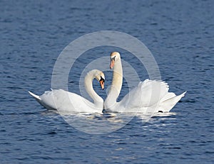 Mute swan, Cygnus olor. Male and female join together as a family, cooing with each other