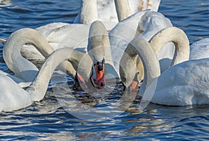 Mute swan, Cygnus olor. Many swans dipped their beaks into the river at the same time