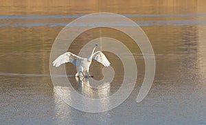 Mute swan, Cygnus olor. Morning on the river. Bird is landing