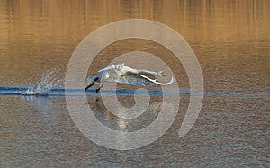 Mute swan, Cygnus olor. Morning on the river. The bird is taking off