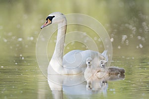 Mute swan Cygnus olor, mother swan with two cute small cubs.