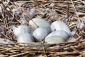 Mute swan (Cygnus olor) nest