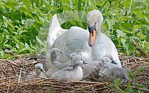 Mute swan Cygnus olor in the nest with hatchlings - HÃ¶ckerschwan im Nest mit KÃ¼ken