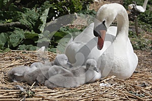 Mute swan, Cygnus olor photo