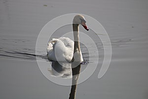 Mute swan cygnus olor at newport wetlands reserve