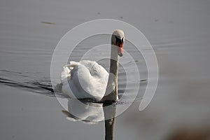 Mute swan cygnus olor at newport wetlands reserve