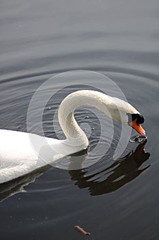 Mute swan cygnus olor at newport wetlands reserve