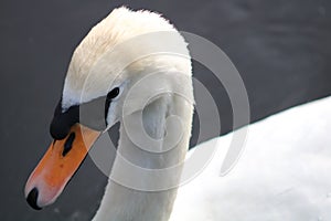 Mute swan cygnus olor at newport wetlands reserve