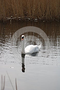 Mute swan cygnus olor at newport wetlands reserve