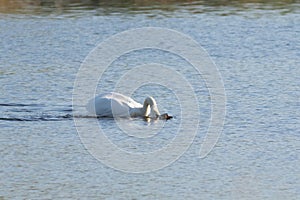 Mute swan, Cygnus olor. One bird climbs on another bird\'s back and tries to drown it