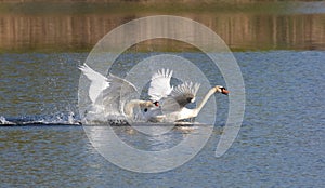 Mute swan, Cygnus olor. One bird has grabbed the tail of another bird and won\'t let it escape