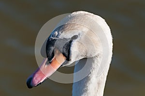 Mute Swan (Cygnus olor) on a pond