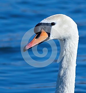 Mute swan, Cygnus olor. Portrait, close-up of a bird