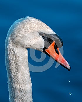 Mute Swan - Cygnus olor Portrait.