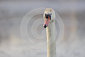 Mute Swan - Cygnus olor portrait