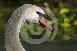 Mute Swan (Cygnus olor) Mute Swan (Cygnus olor) portrait in the sunlight