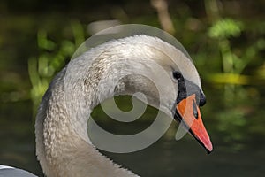 Mute Swan (Cygnus olor) Mute Swan (Cygnus olor) portrait in the sunlight