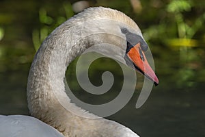 Mute Swan (Cygnus olor) Mute Swan (Cygnus olor) portrait in the sunlight