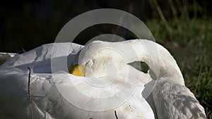 Mute swan (Cygnus olor) portrait, swan close up, juvenile brown