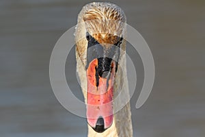 Mute swan (Cygnus olor) portrait on the water of a lake