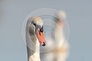 Mute swan (Cygnus olor) portrait on the water of a lake