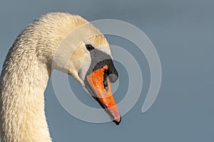 Mute swan (Cygnus olor) portrait on the water of a lake