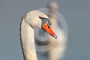 Mute swan (Cygnus olor) portrait on the water of a lake