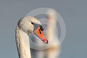 Mute swan (Cygnus olor) portrait on the water of a lake