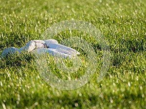 Mute swan, Cygnus olor resting in grass of polder Eempolder, Netherlands