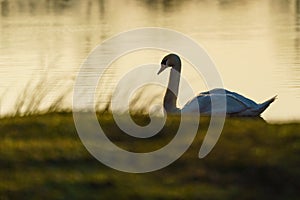 Mute swan (Cygnus olor) silhouette in early morning light, taken in the UK