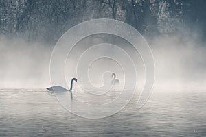 Mute swan (Cygnus olor) silhouette in the morning mist on the water of a lake