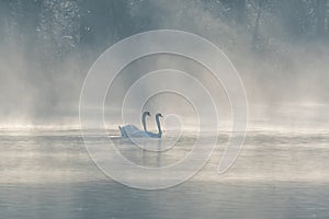 Mute swan (Cygnus olor) silhouette in the morning mist on the water of a lake