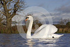 Mute swan, Cygnus olor photo