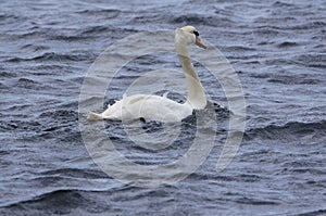 A Mute Swan (Cygnus Olor) at the Sound of Islay, Isle of Jura, Scotland