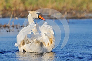 The mute swan Cygnus olor is a species of swan and a member of the waterfowl family Anatidae, Biebrzanski National Park, Poland.