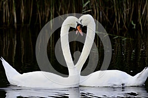 The Mute Swan Cygnus olor is a species of swan, and thus a member of the waterfowl family Anatidae.