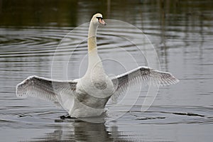 The Mute Swan Cygnus olor is a species of swan, and thus a member of the waterfowl family Anatidae.