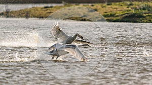 Mute Swan, Cygnus olor, splash swans in combat action and dynamics