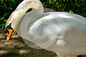 Mute swan, cygnus olor in St James park in London