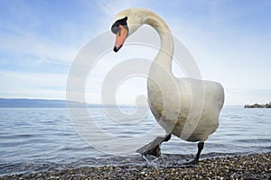 Mute swan (Cygnus olor) photo