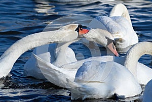 Mute swan, Cygnus olor. The swan pinches the neck of another, attacks it, chases it away