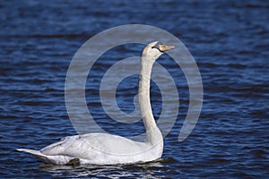 Mute swan, Cygnus olor, swimming