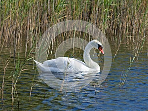 Mute swan, Cygnus olor, swimming in lake betweed reeds close-up portrait, selective focus, shallow DOF