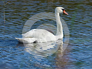 Mute swan, Cygnus olor, swimming in lake close-up portrait, selective focus, shallow DOF