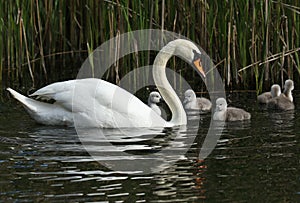 A Mute Swan, Cygnus olor, swimming on a lake with her newly hatched cute cygnet.