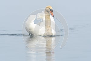 Mute swan (Cygnus olor) swimming on the water of a lake