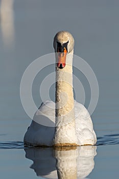Mute swan (Cygnus olor) swimming on the water of a lake