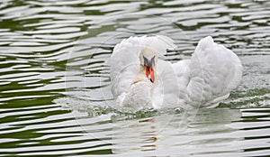 Mute swan Cygnus olor swims around in its pond in early morning. Ruffles and displays his wings.