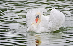 Mute swan Cygnus olor swims around in its pond in early morning. Ruffles and displays his wings.