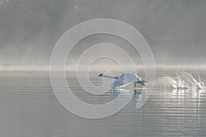 Mute swan (Cygnus olor) on takeoff on the water of a lake